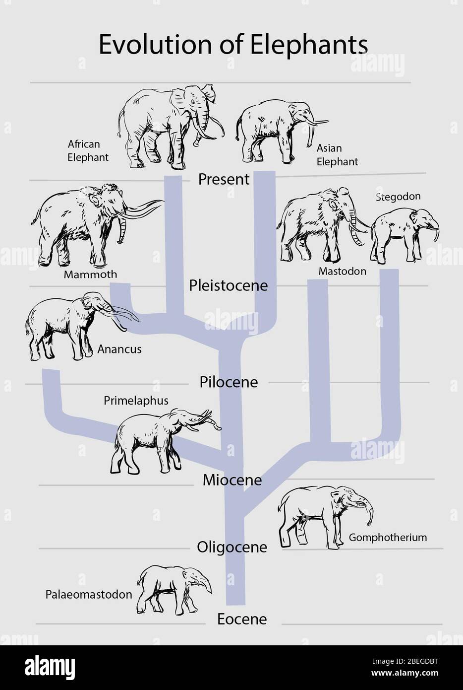 Evolution der Elefanten, Illustration Stockfoto