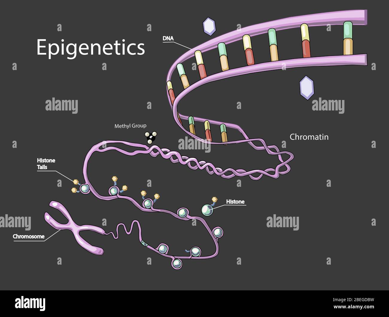Epigenetik, Illustration Stockfoto