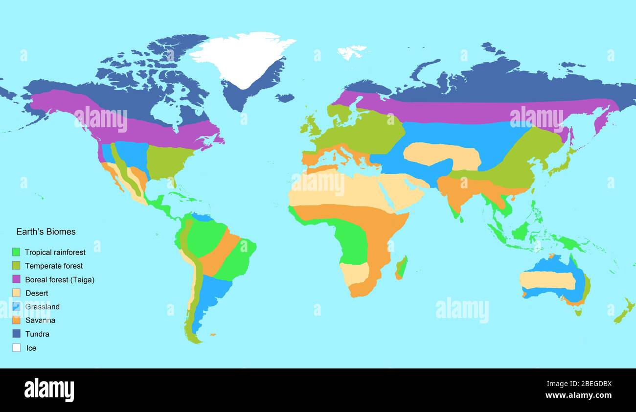 Karte der wichtigsten globalen Biome der Erde, einschließlich tropischer Regenwald, gemäßigter Wald, borealer Wald (Taiga), Wüste, Grasland, Savanne, Tundra und Eis. Terrestrische Biome (auch Ökosysteme genannt) sind geographische Landgebiete mit ähnlichen klimatischen Bedingungen, die oft durch die dort vorgefundenen Pflanzen und Tiere gekennzeichnet sind. Acht Biome werden hier gezeigt, obwohl komplexere Klassifikationen diese Biome noch weiter unterteilen. Stockfoto