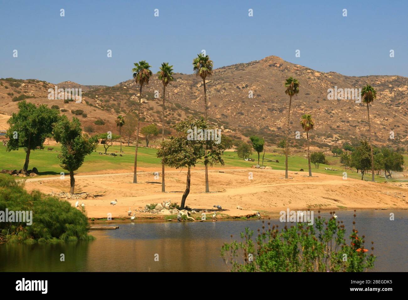 Sonnig im San Diego Zoo Safari Park in Kalifornien Stockfoto