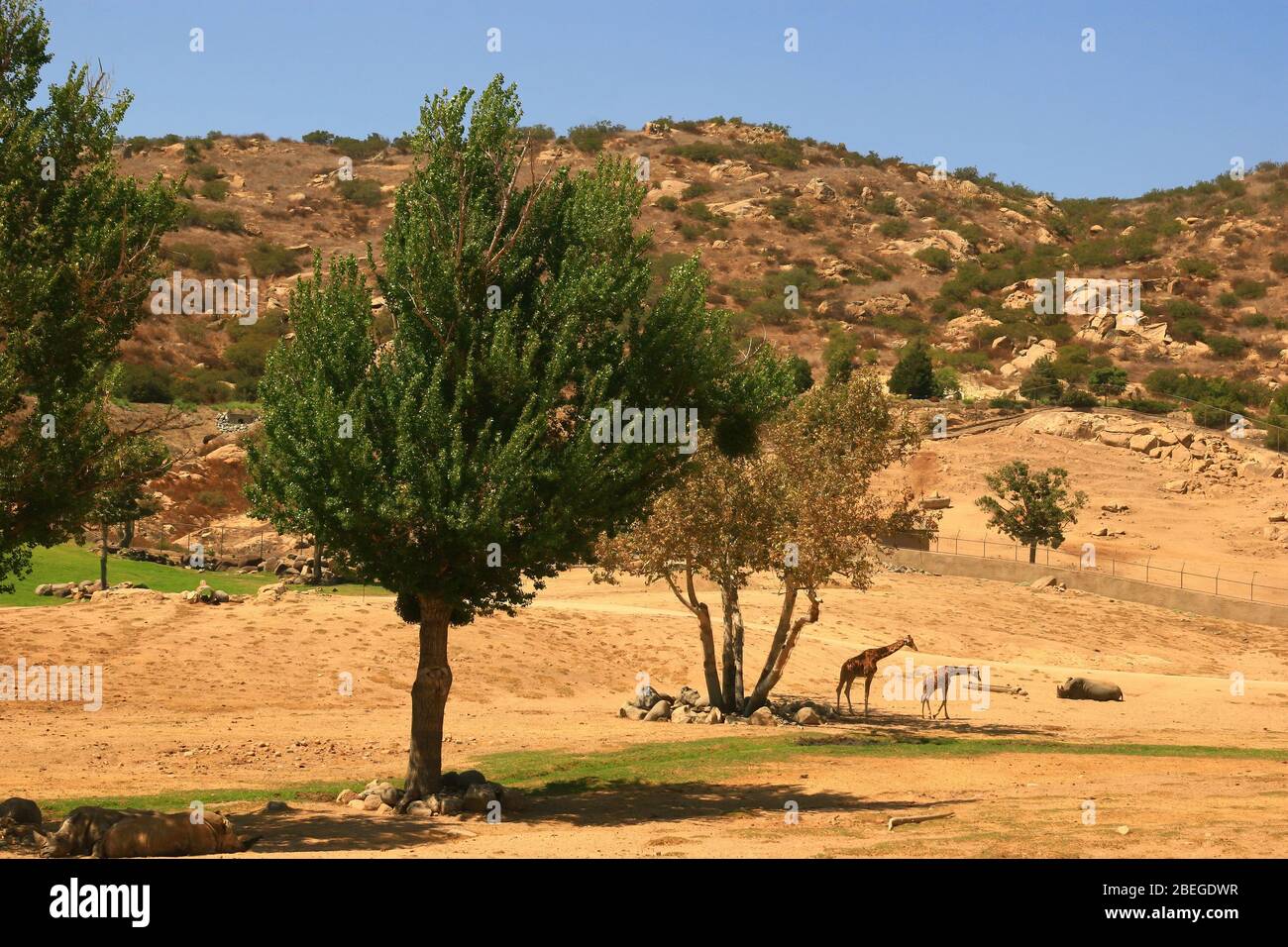 Sonnig im San Diego Zoo Safari Park in Kalifornien Stockfoto