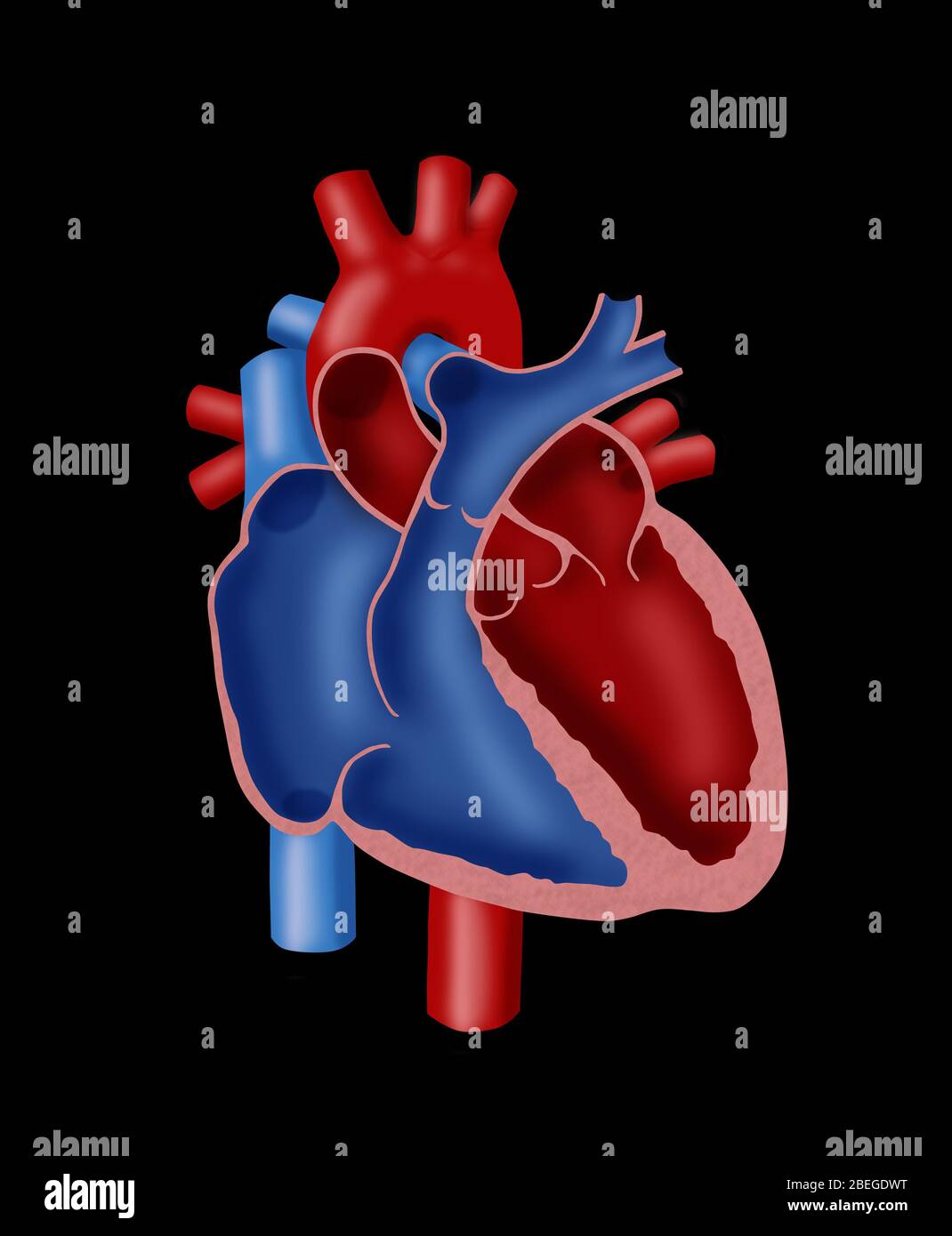 Anatomie des Herzens Stockfoto