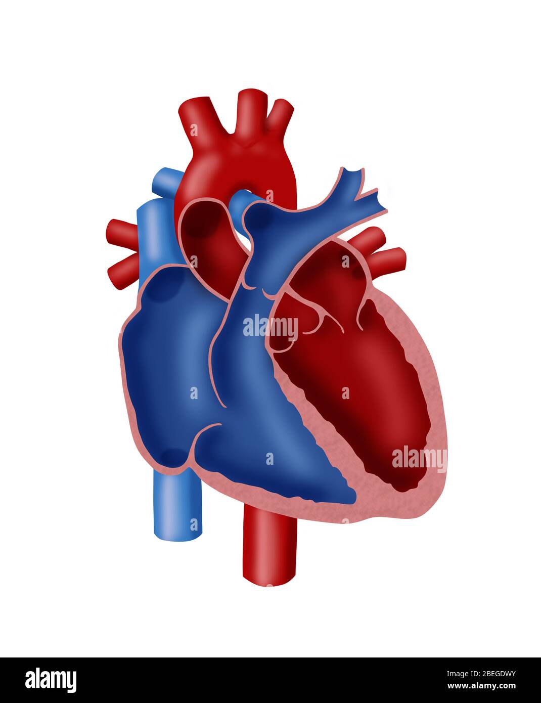 Anatomie des Herzens Stockfoto