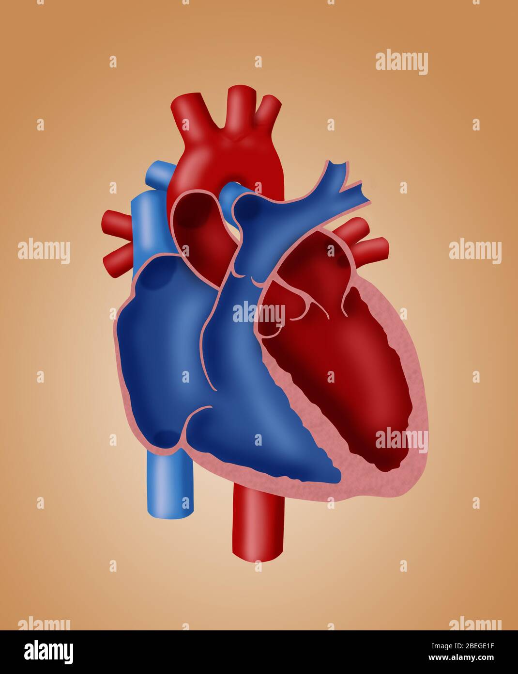 Anatomie des Herzens Stockfoto