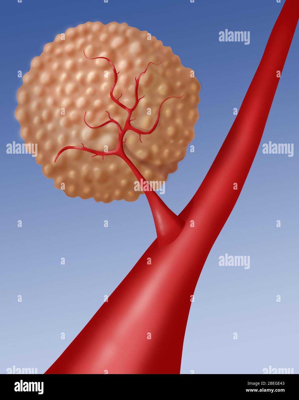 Angiogenese Stockfoto