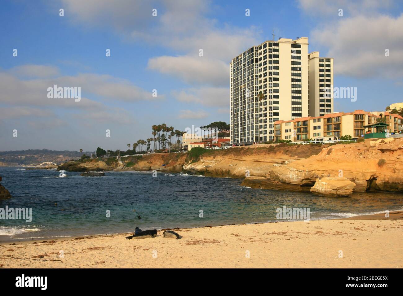 Niedliche Robben spielen am Robbenstrand in Lo Jolla, Kalifornien Stockfoto