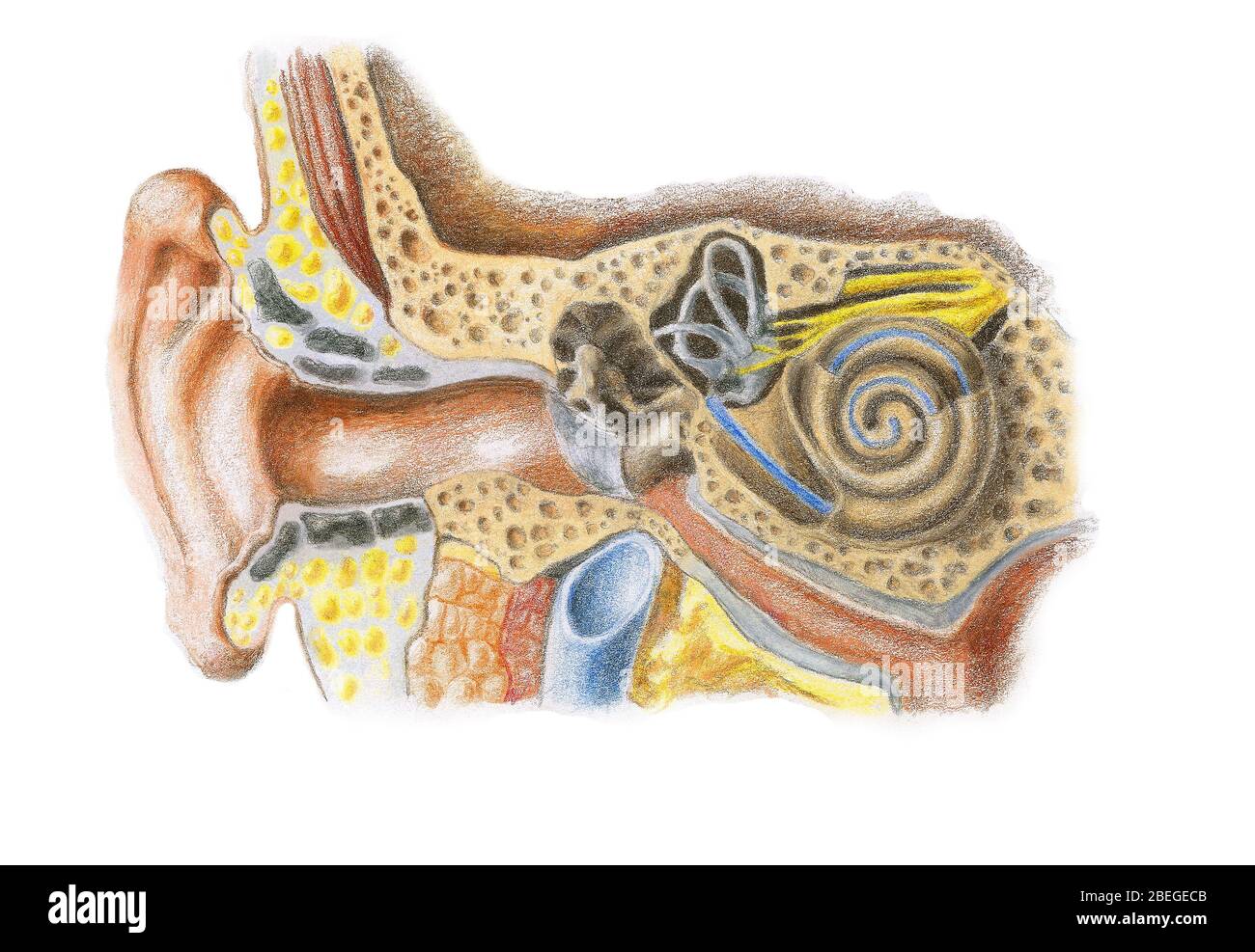 Ohr-Anatomie Stockfoto