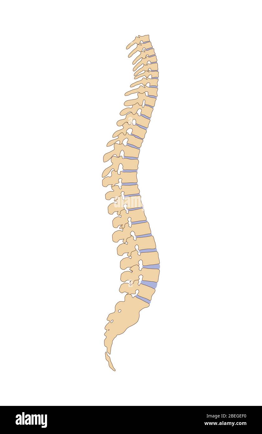 Wirbelsäule Stockfoto