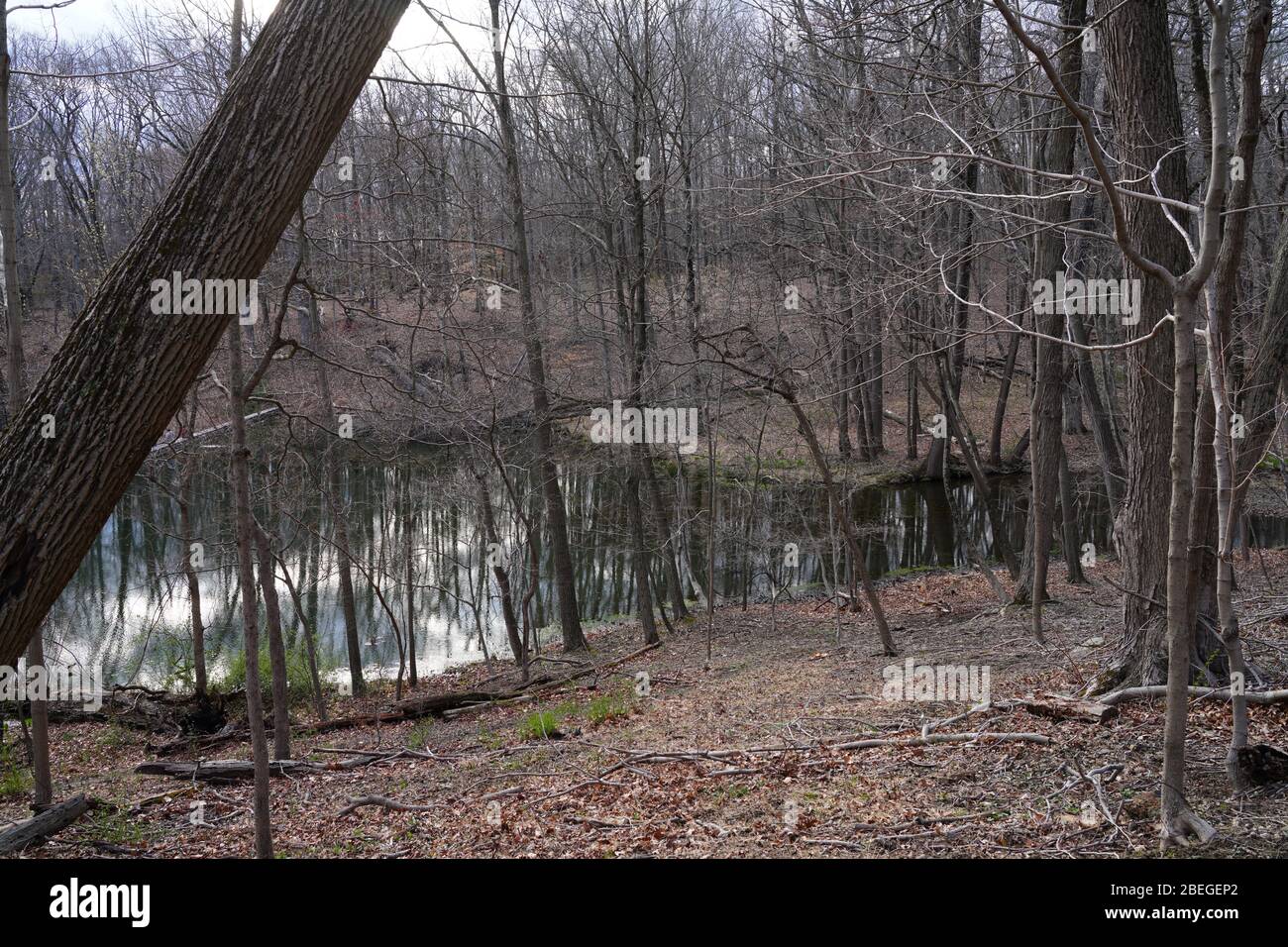 Ein Pfad zwischen Bäumen in den Wald im Mountain Lakes Preserve in Princeton, New Jersey, USA Stockfoto