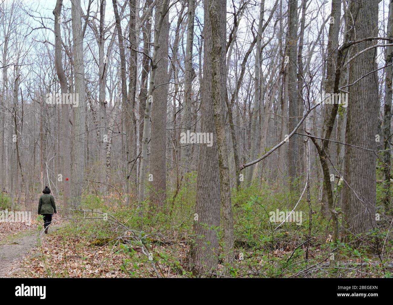 Ein Pfad zwischen Bäumen in den Wald im Mountain Lakes Preserve in Princeton, New Jersey, USA Stockfoto