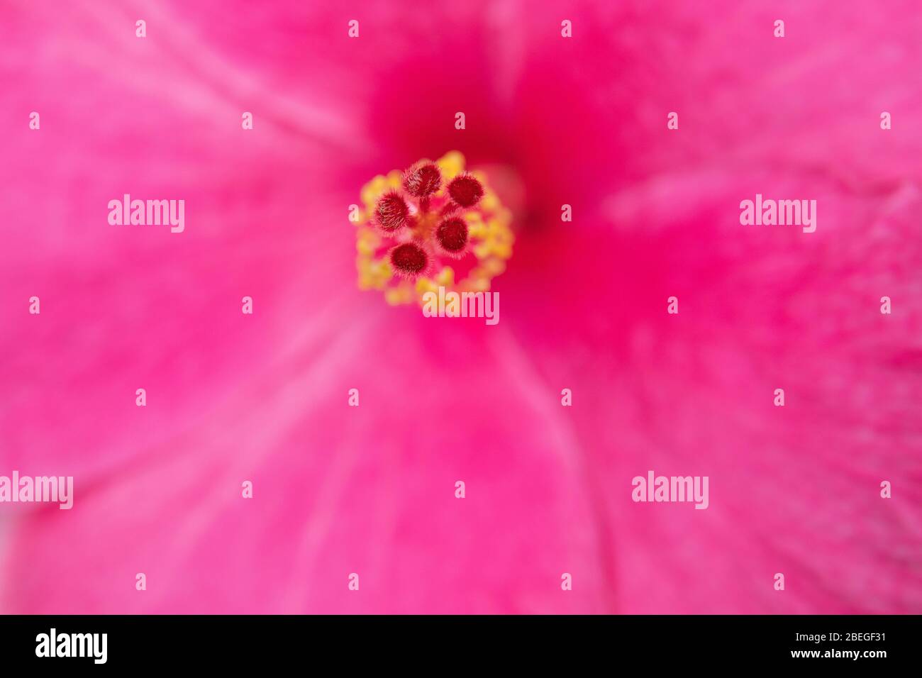 Eine rosa Hibiskusblüte Stockfoto