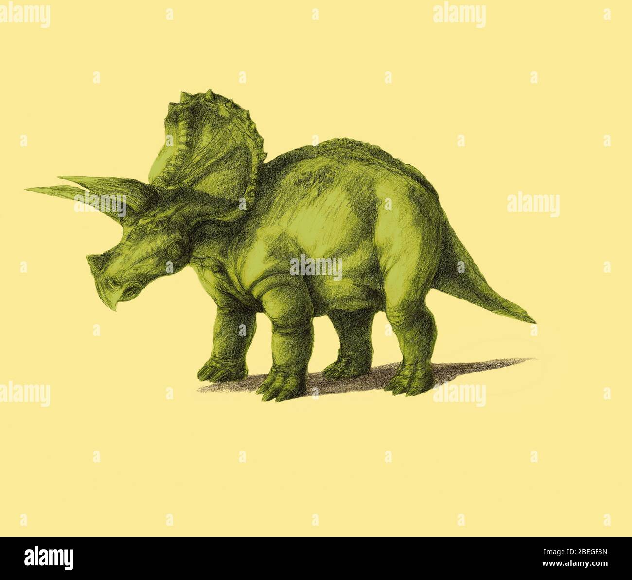 Triceratops Stockfoto
