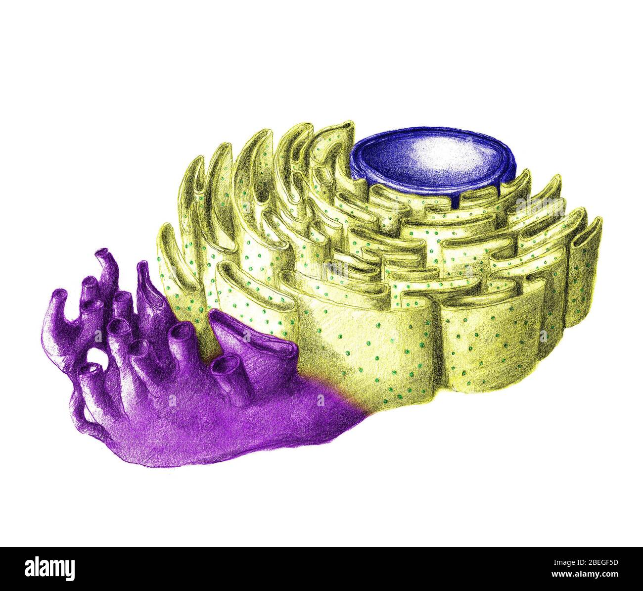 Endoplasmatische Retikulum Stockfoto