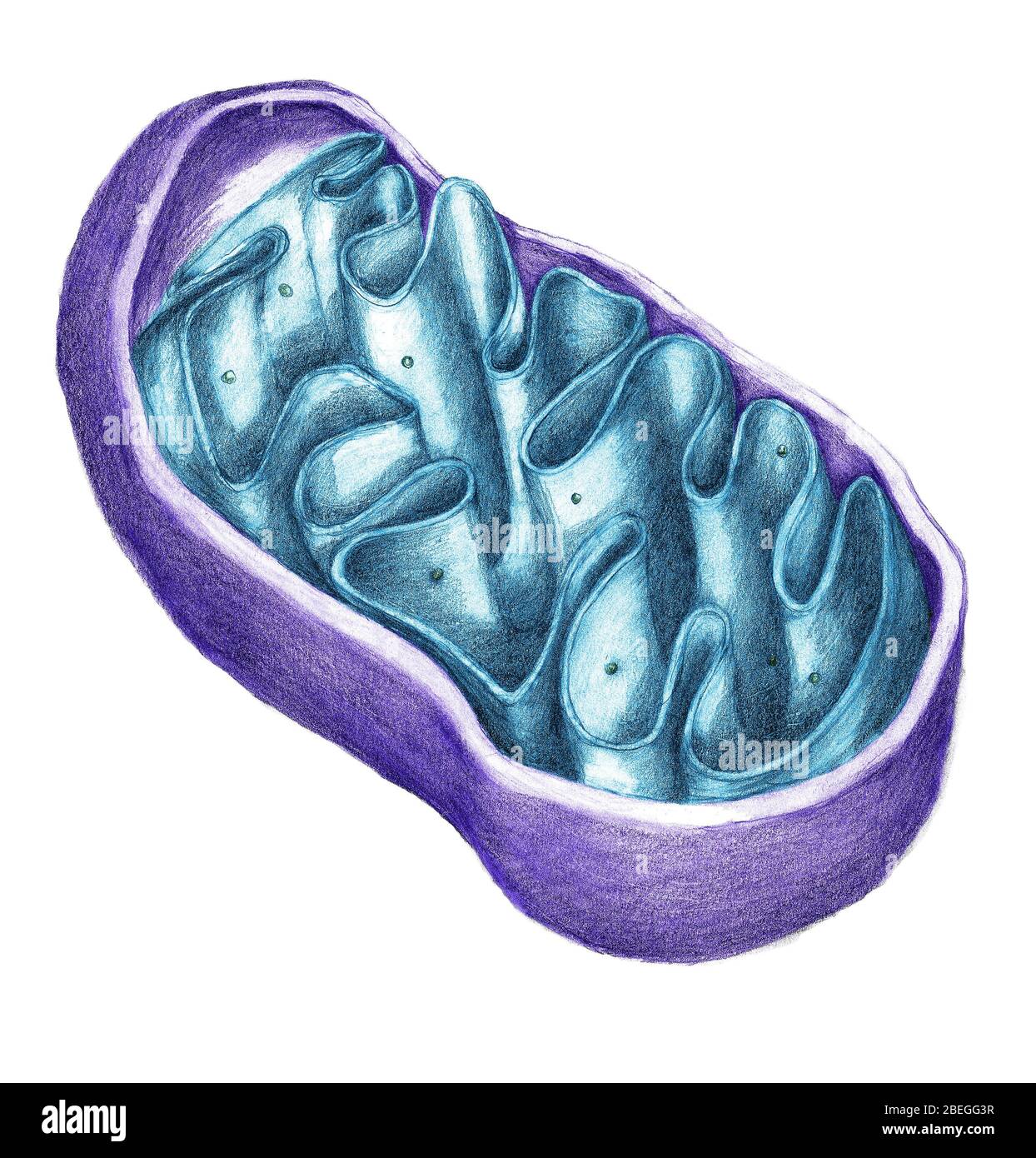 Mitochondrien Stockfoto