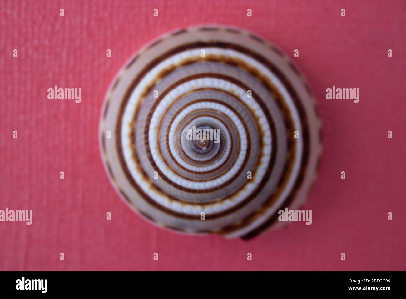 Spirale auf einer kreisförmigen kleinen Schale auf rosa Hintergrund Stockfoto