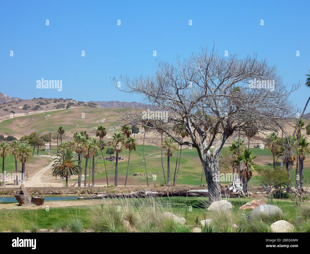 Sonnig im San Diego Zoo Safari Park in Kalifornien Stockfoto