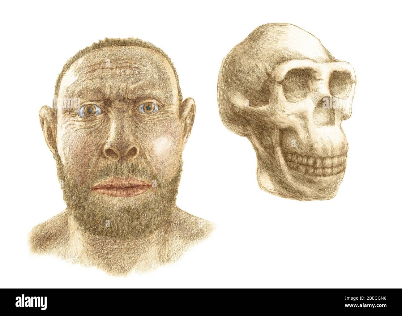 Homo erectus Schädel und Gesichtsrekonstruktion Stockfoto