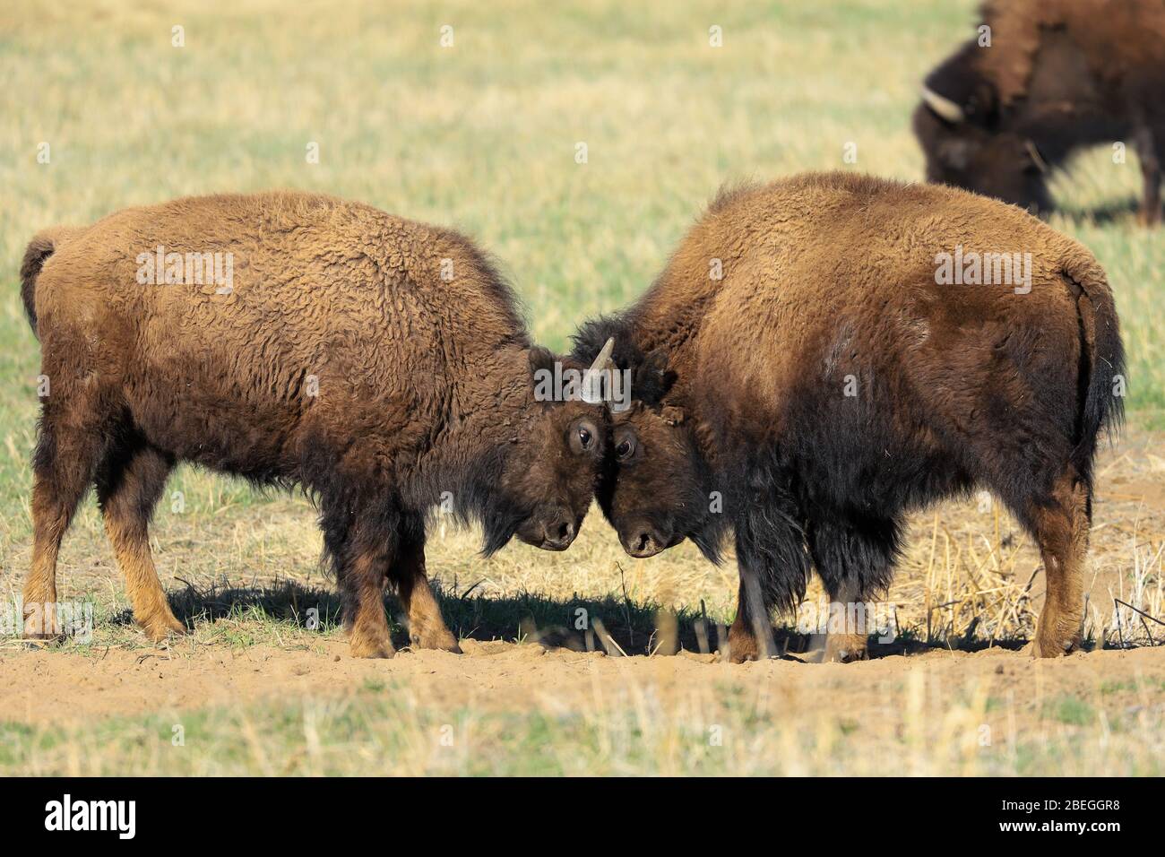 Junge amerikanische Bisonkälber, die im Frühjahr auf der Prärie spielen Stockfoto