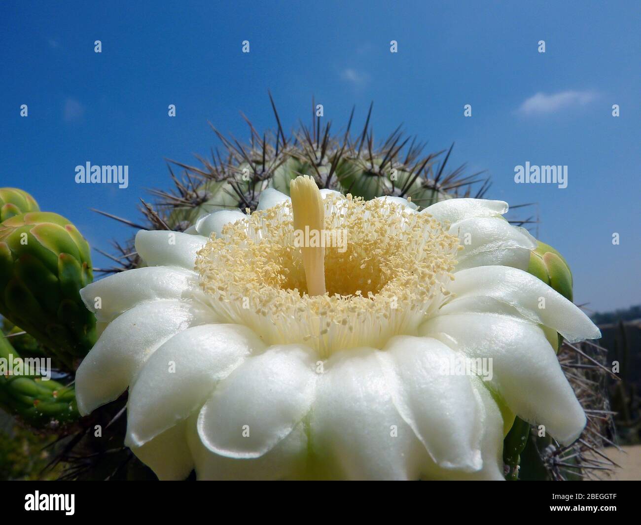 Weier blhender kaktus -Fotos und -Bildmaterial in hoher Auflsung  Alamy