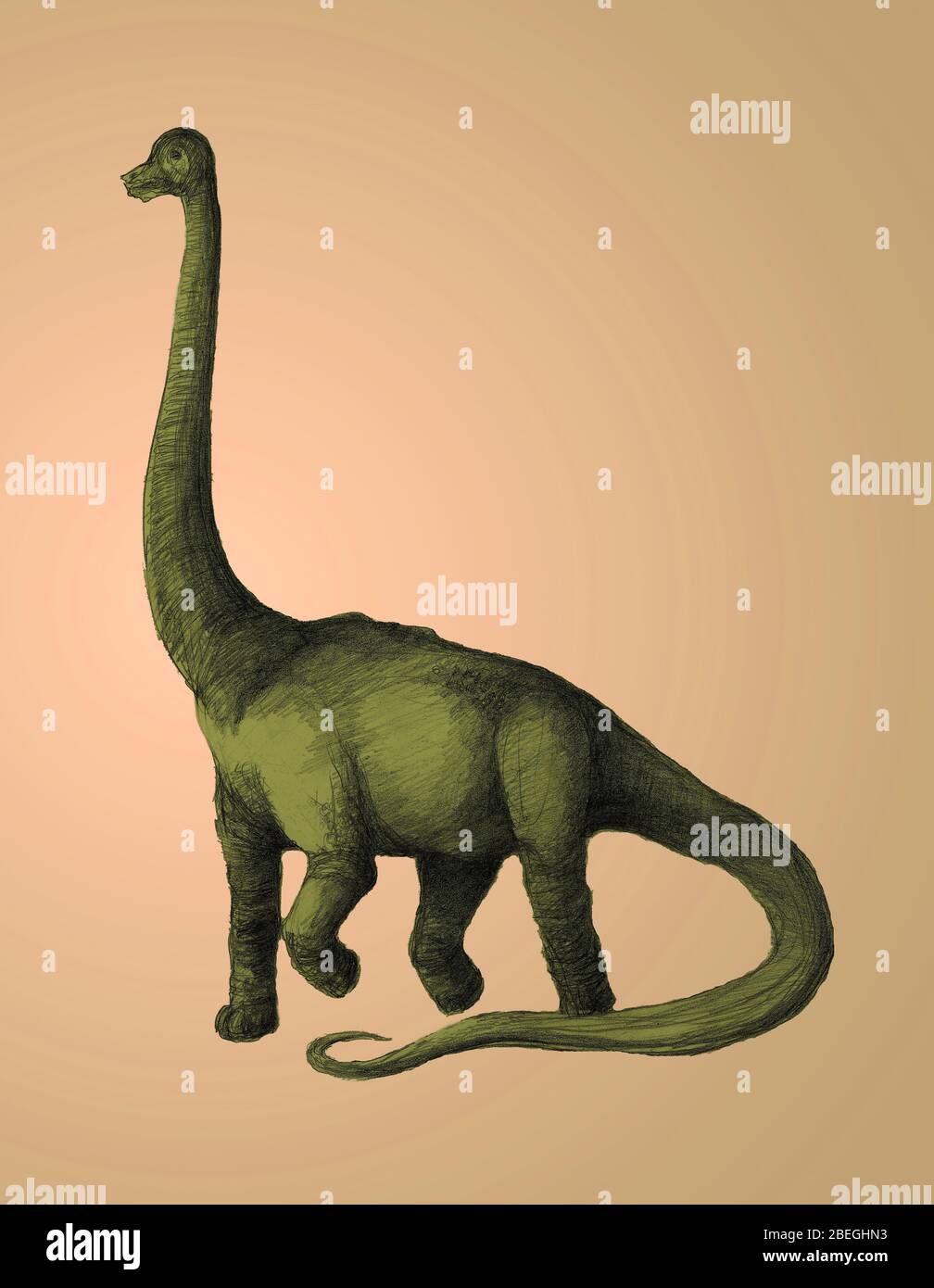 Brachiosaurus dinosaur Fotos und Bildmaterial in hoher Auflösung Alamy
