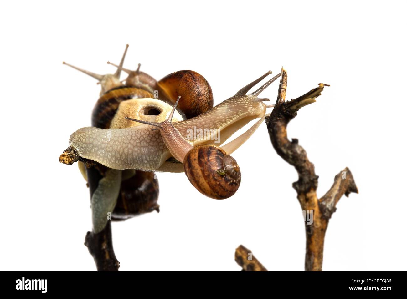 Schnecken auf dem Weg. Muscheln, die in einer Filiale reisen, Kommunikation, herzliche Gesellschaft. Stockfoto