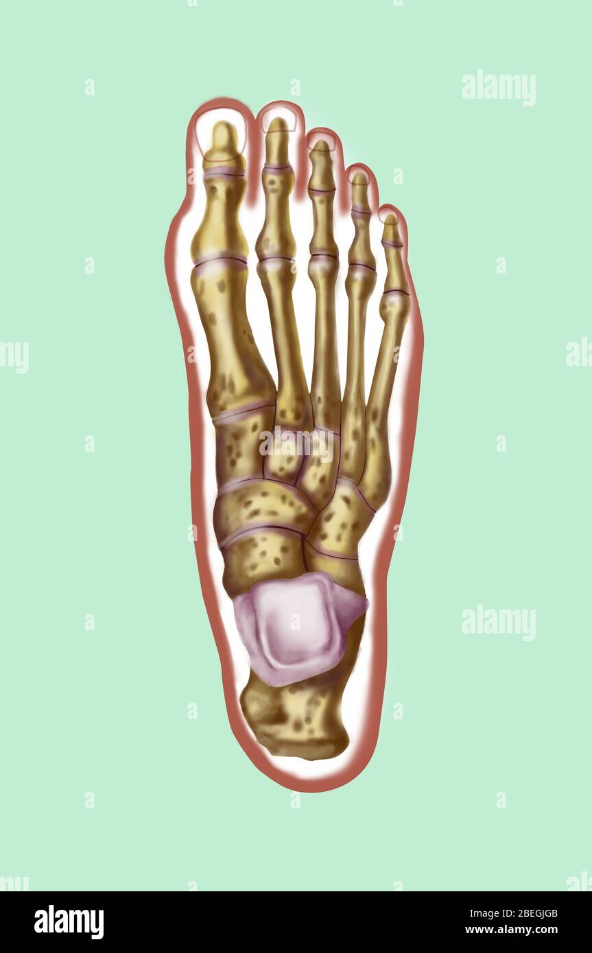 Knochen des Fußes Stockfoto
