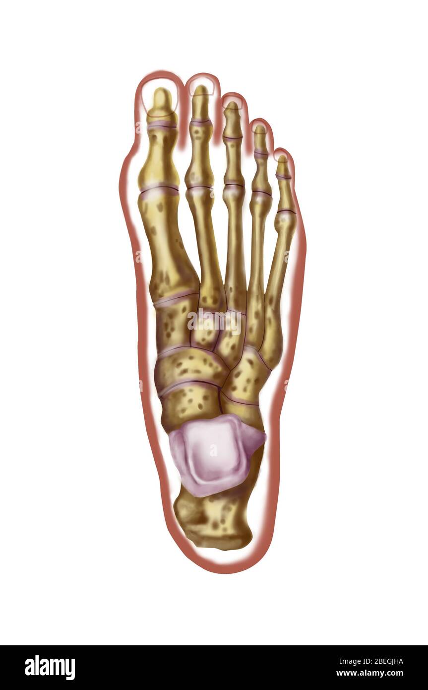 Knochen des Fußes Stockfoto