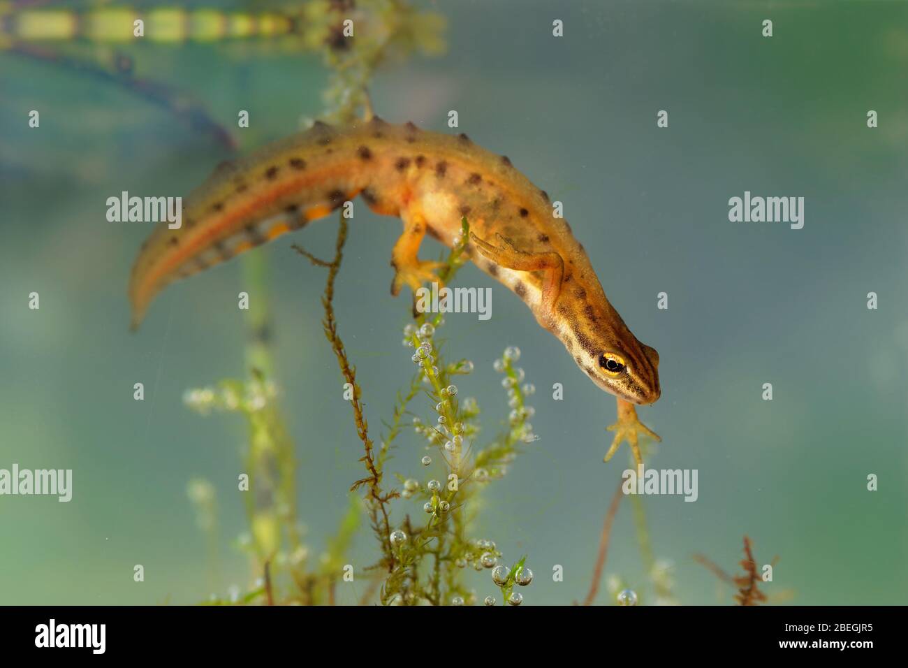 Glatter Newt - Lissotriton vulgaris oder Triturus vulgaris unter Wasser in der kleinen Lagune gefangen, kleine Amphibientiere im Wasser. Stockfoto