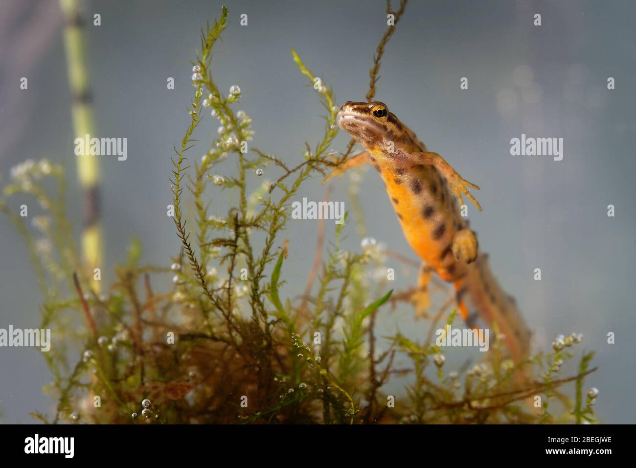 Glatter Newt - Lissotriton vulgaris oder Triturus vulgaris unter Wasser in der kleinen Lagune gefangen, kleine Amphibientiere im Wasser. Stockfoto