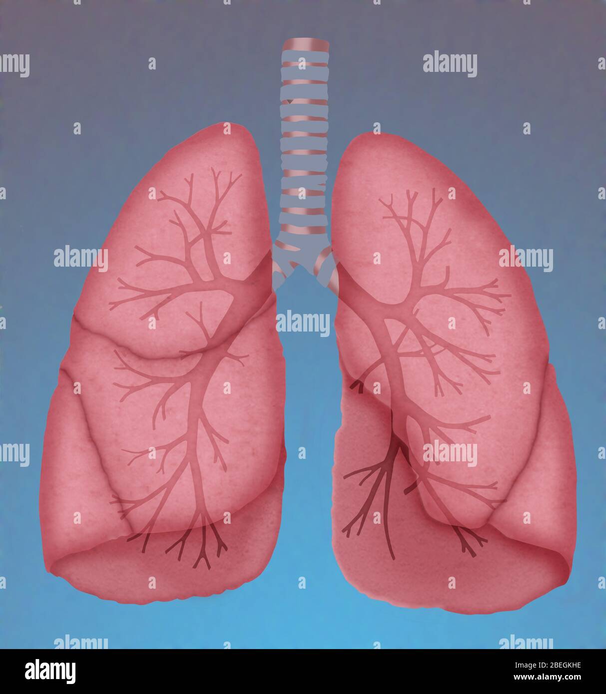 Normale Lungen Stockfoto