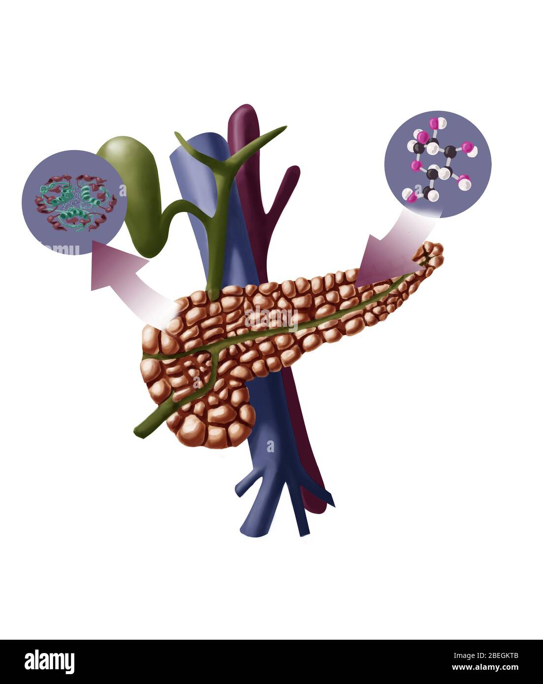Insulinproduktion Stockfoto