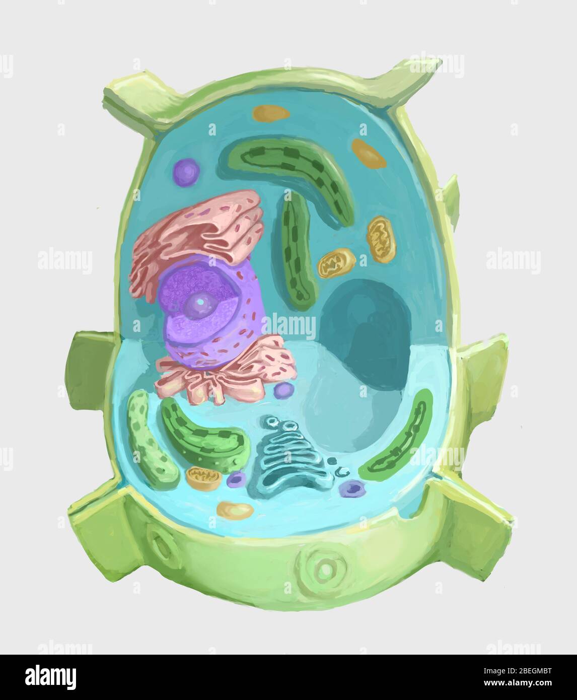 Pflanzenzelle Stockfoto