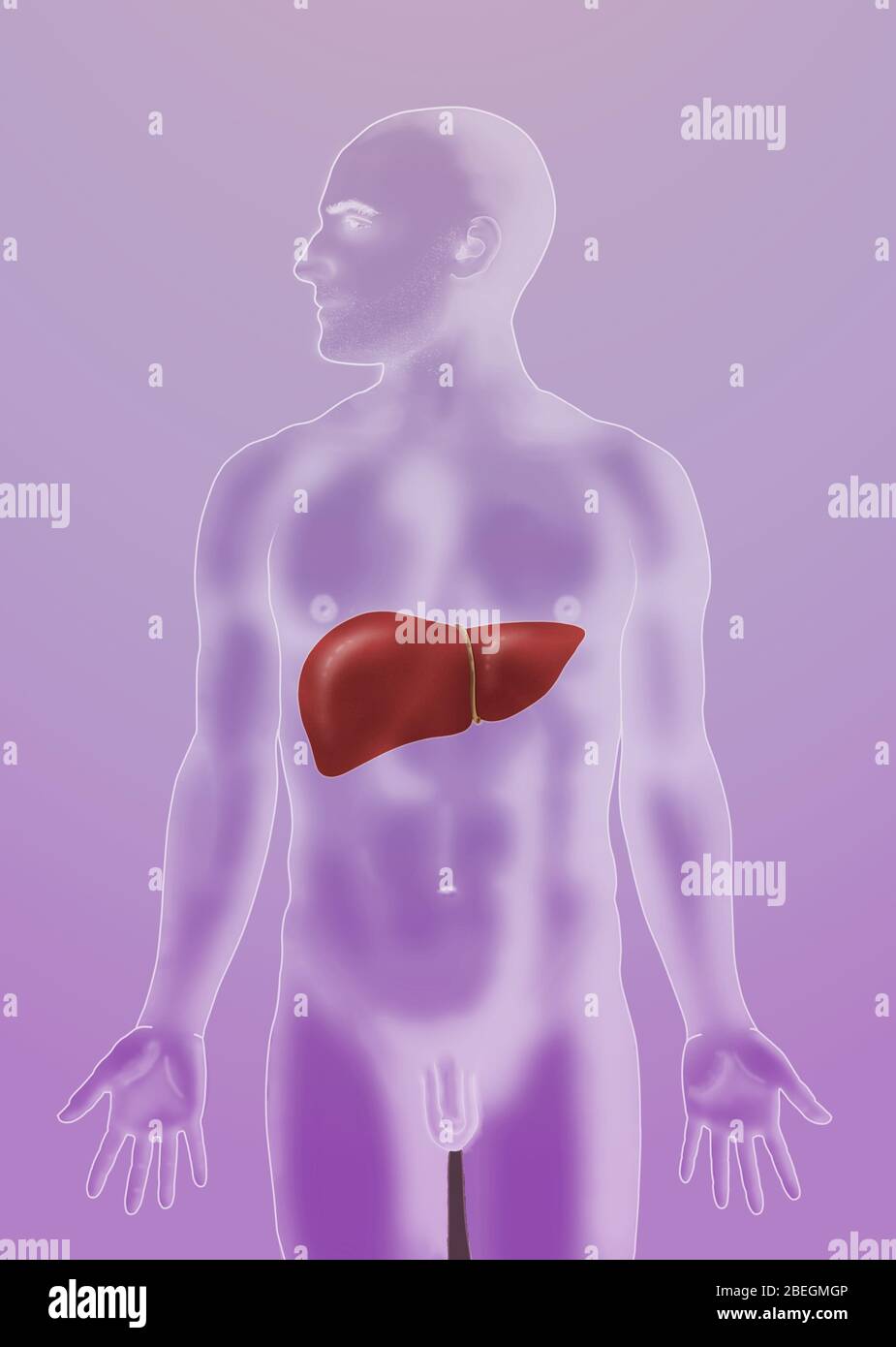 Anatomische Position der Leber Stockfoto