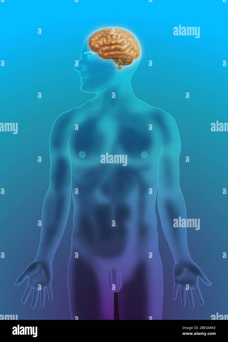 Anatomie des Gehirns Stockfoto