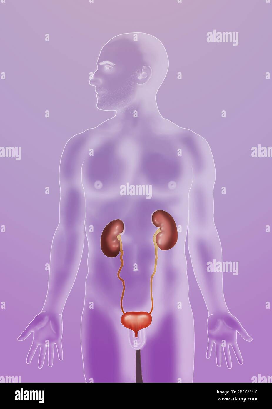 Anatomische Position des Harnsystems Stockfoto