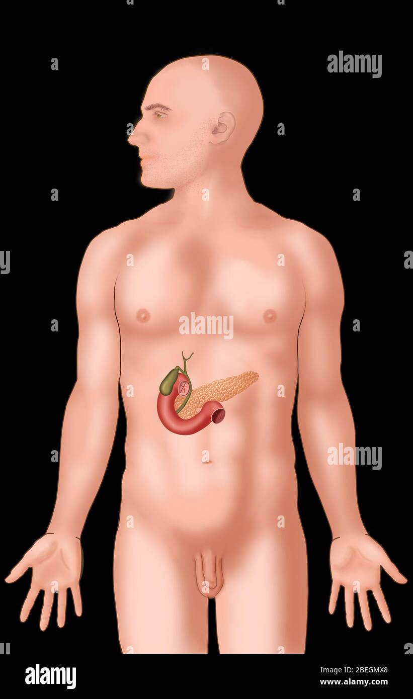 Anatomische Position des Gallenensystems Stockfoto