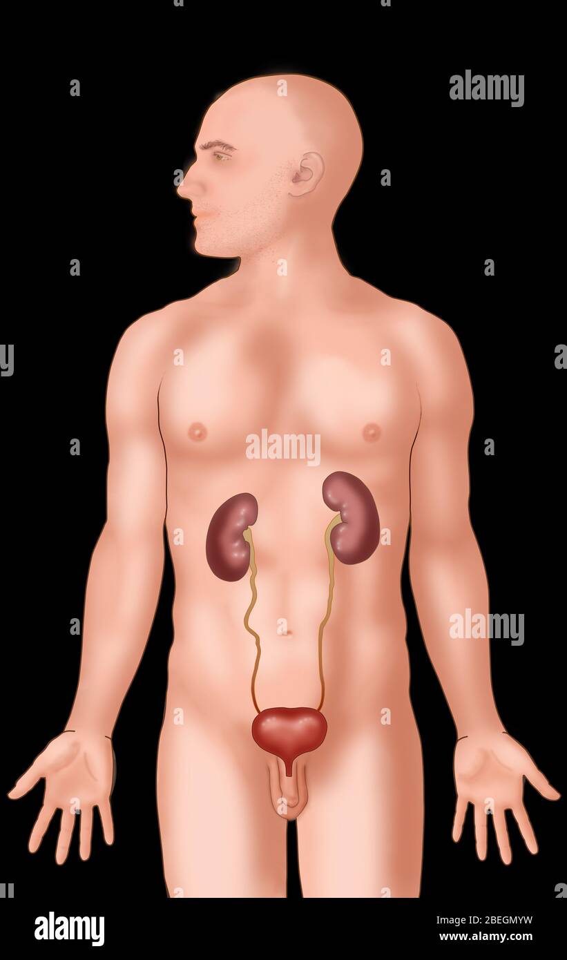 Anatomische Position des Harnsystems Stockfoto