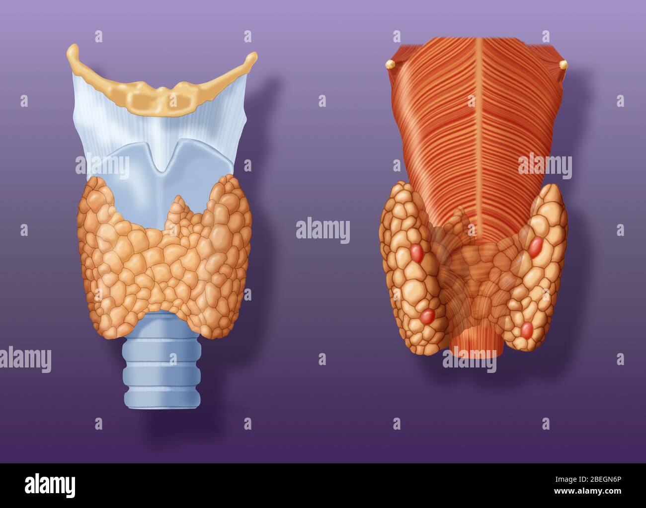 Schilddrüse Und Nebenschilddrüse Stockfoto