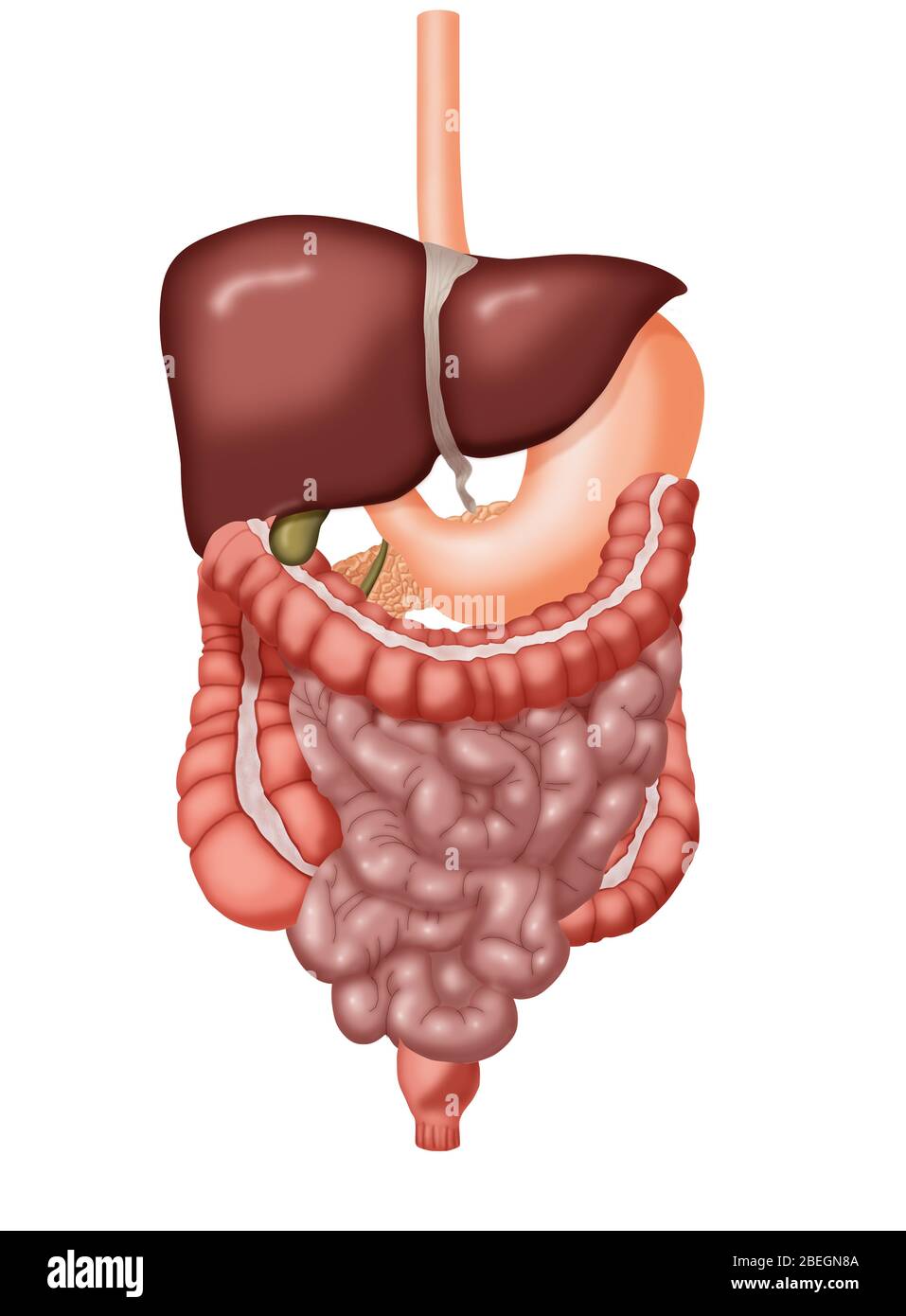 Verdauungssystem Stockfoto