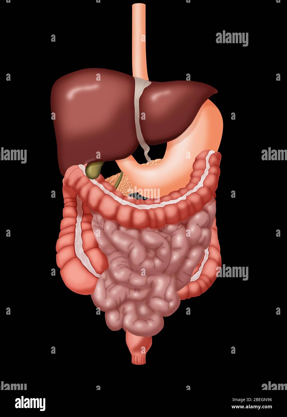 Verdauungssystem Stockfoto