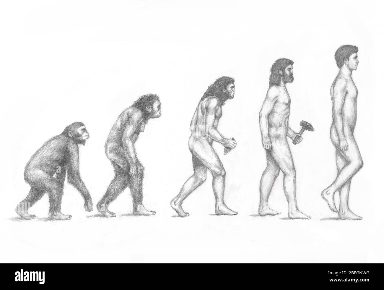 Evolution des Menschen Stockfoto