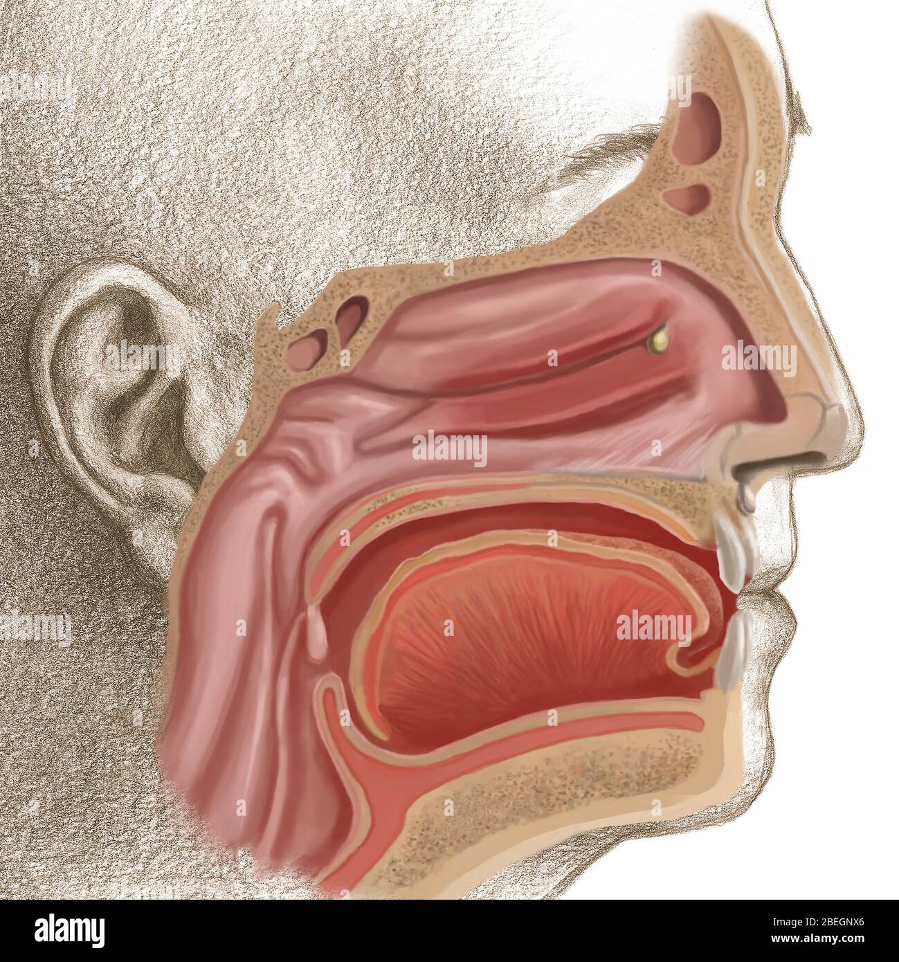 Sinusinfektion Stockfoto