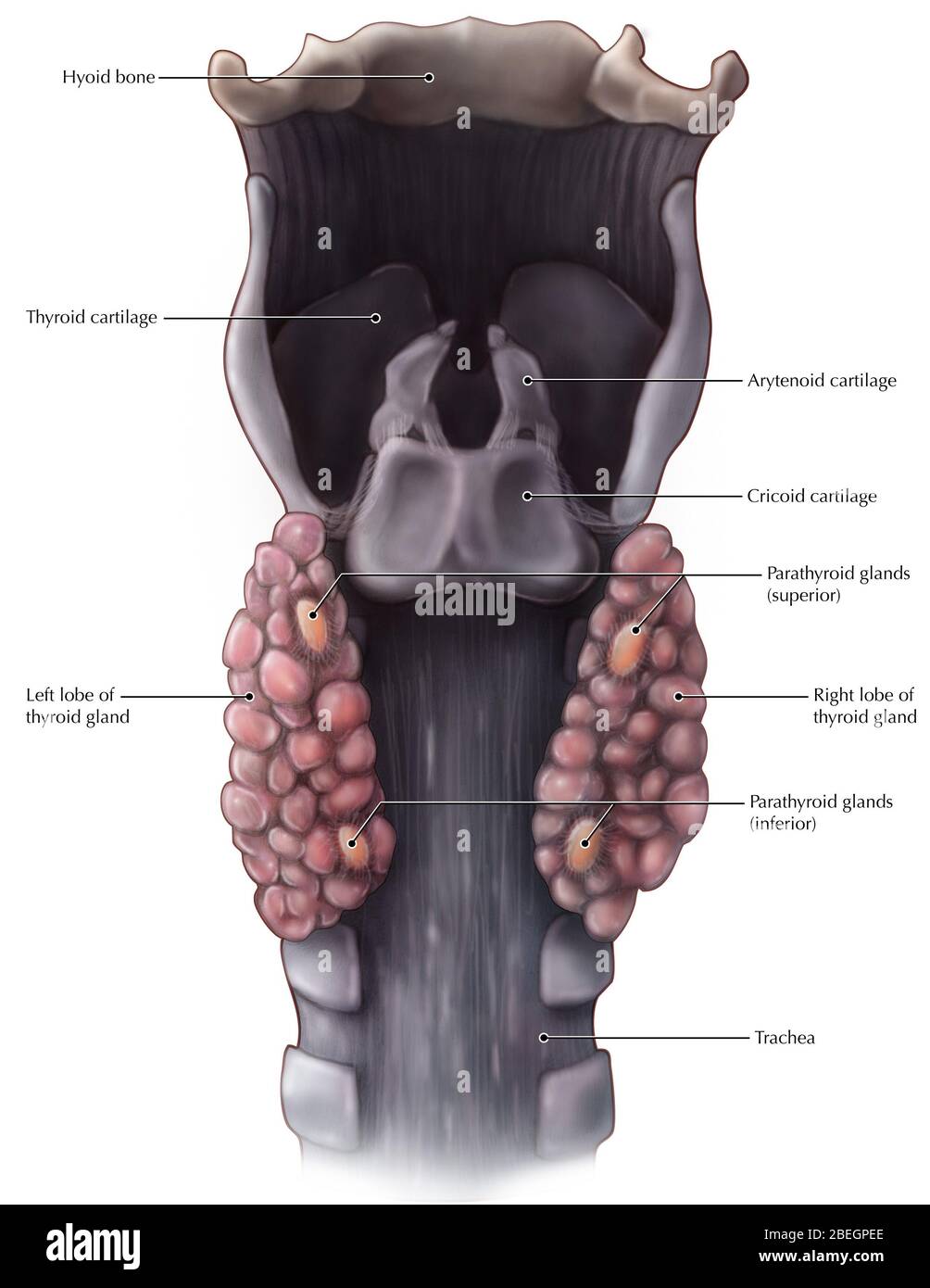 Anatomie der Schilddrüse und der Nebenschilddrüse Stockfoto