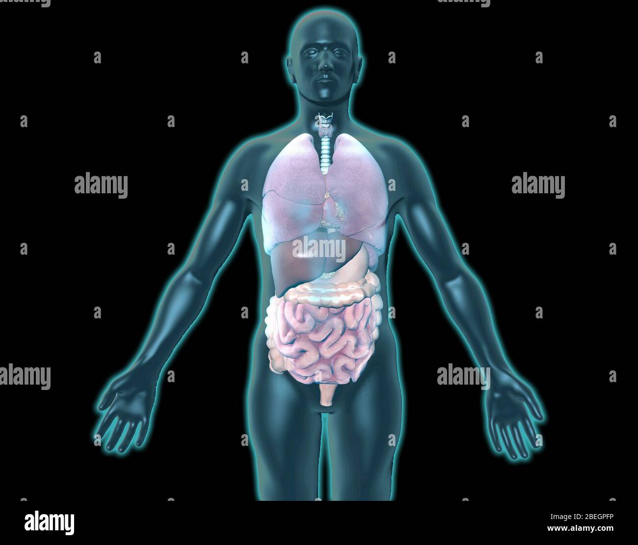 3D-Grafik für menschliche Anatomie Stockfoto