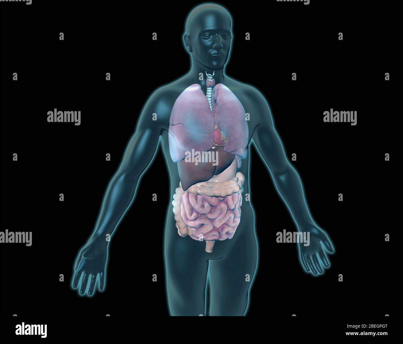 3D-Grafik für menschliche Anatomie Stockfoto