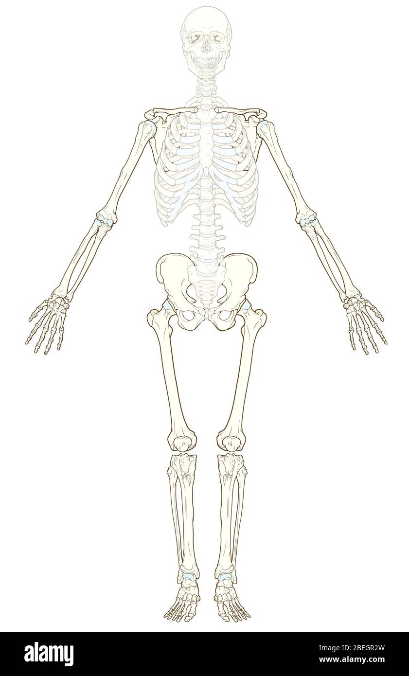 Appendicular Skeleton Stockfoto