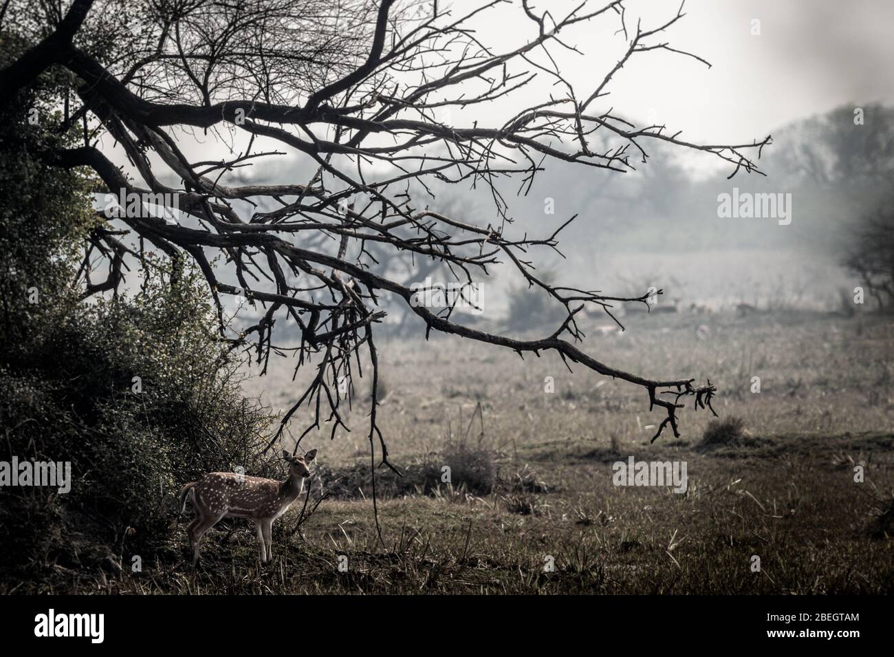 Fine Art Bild von Spotted Hirsch oder Chital oder Cheetal oder Achse Achse. Geweih in schöner Landschaft bei keoladeo Nationalpark oder Vogelschutzgebiet, bharatpur Stockfoto