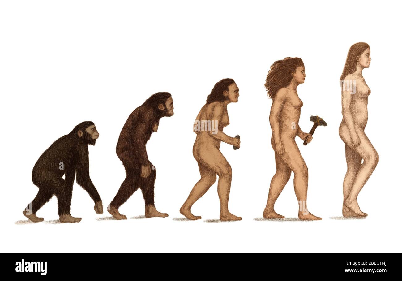 Evolution des Menschen Stockfoto