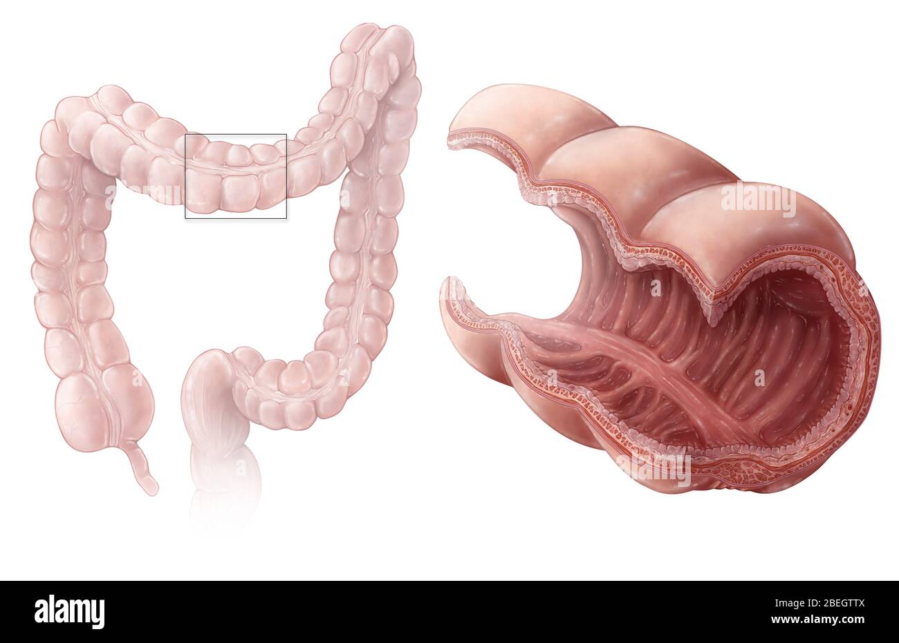 Dickdarmschleimhaut Stockfoto