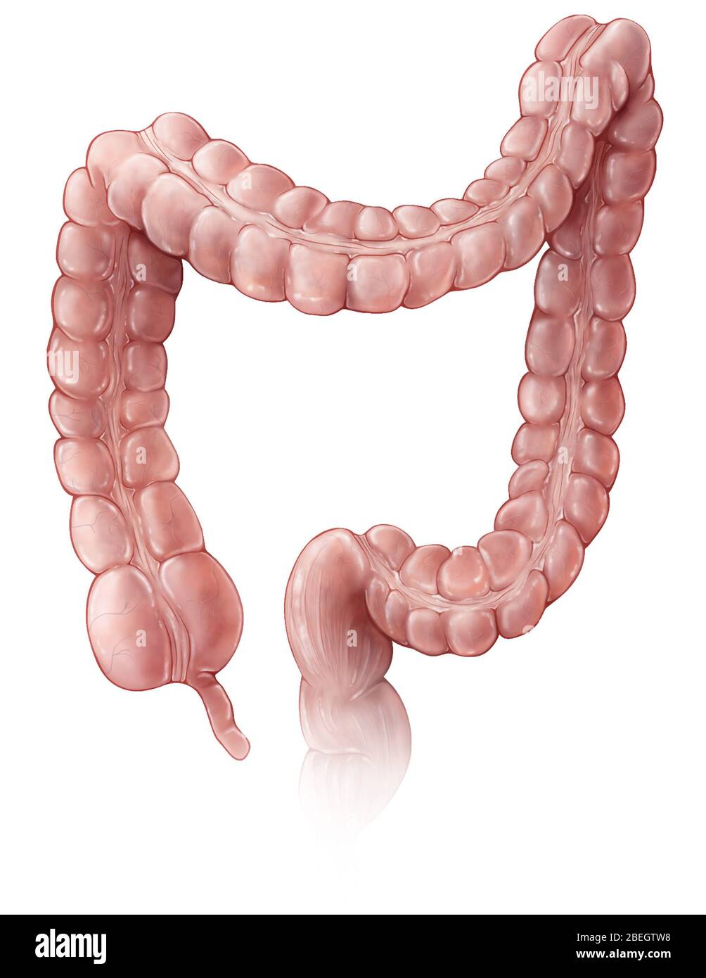 Dickdarm Stockfoto